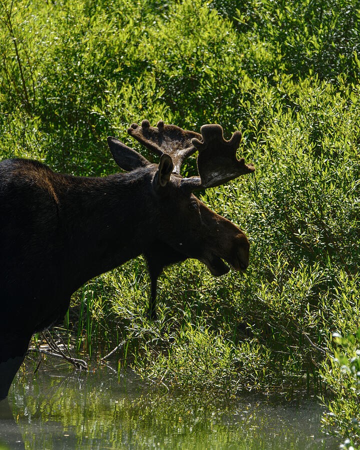 Broad Antlers in the Woodland Light