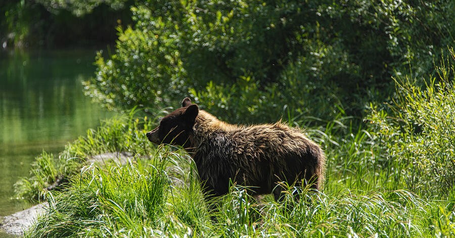 A Bear Among Sunlit Shoreline Grasses