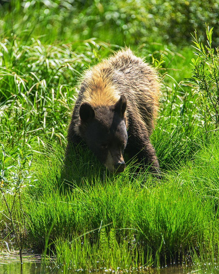 A Bear Facing the Woodland Light