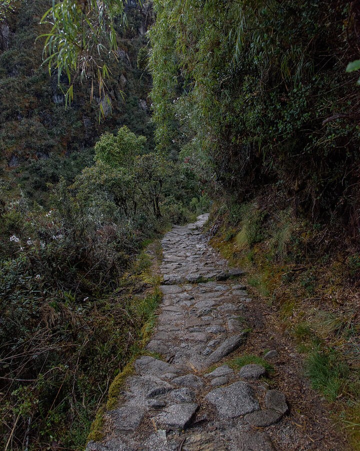 A Narrow Trail Through the Green Hillside