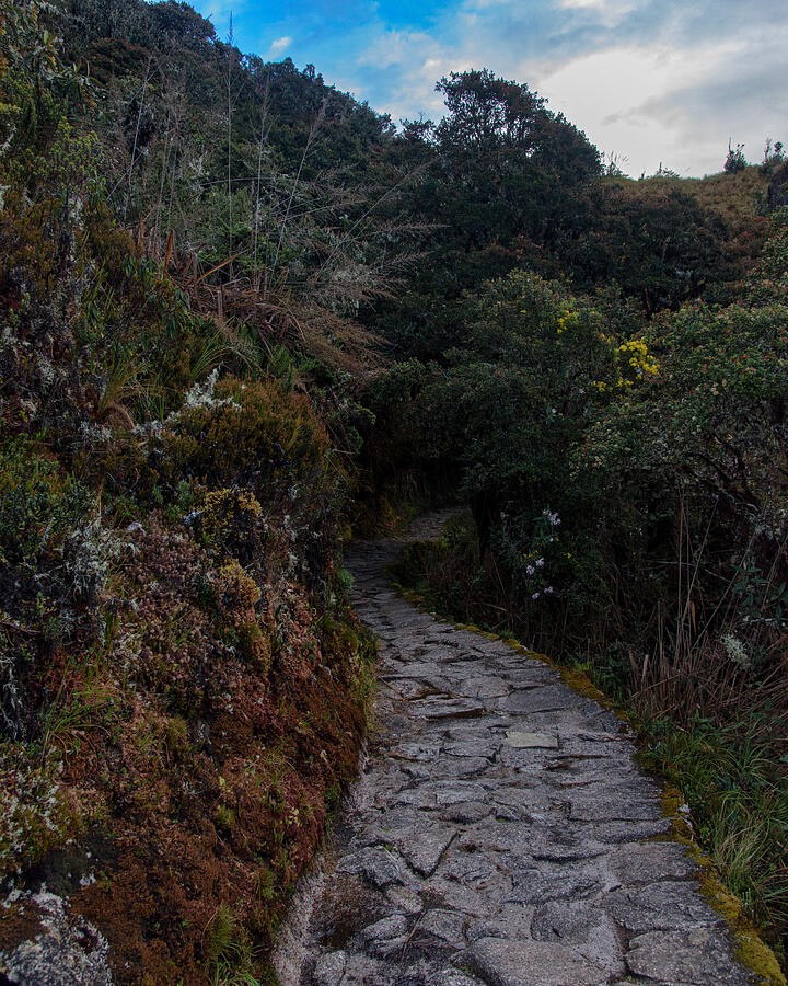 A Quiet Path Between Mossy Rocks