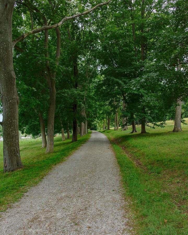 A Gravel Path Beneath the Green Canopy