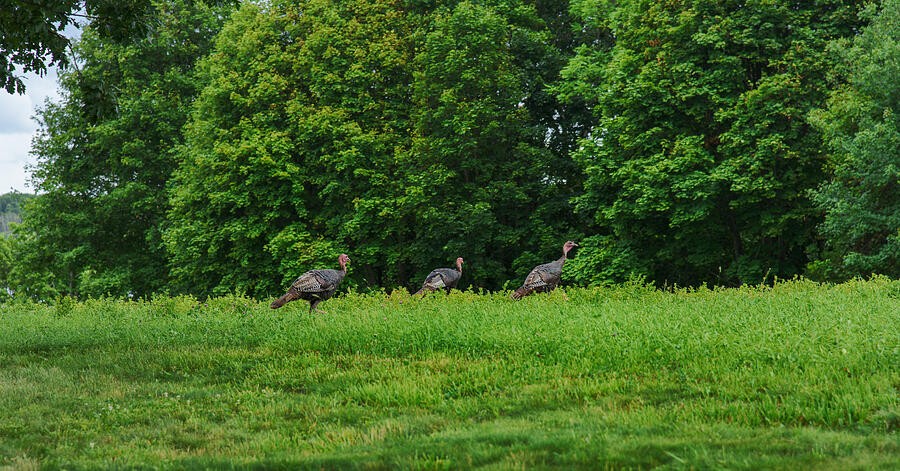 Wild Turkeys Along the Meadow Edge