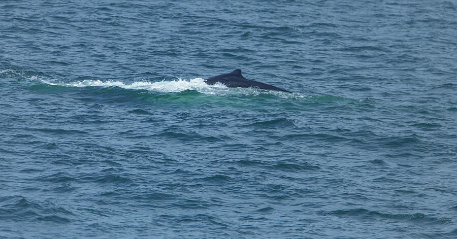 A Whale Surfacing Beside a Foamy Wake