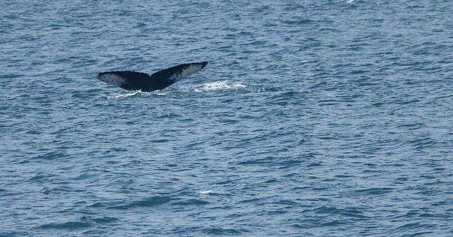 Whale Flukes Above the Rippling Sea