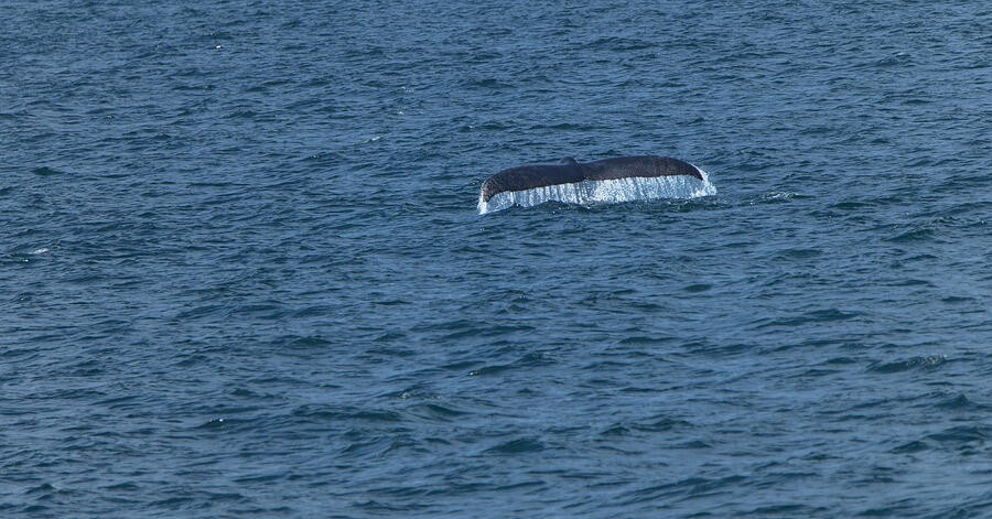 A Pale Whale Fluke Above the Blue Sea