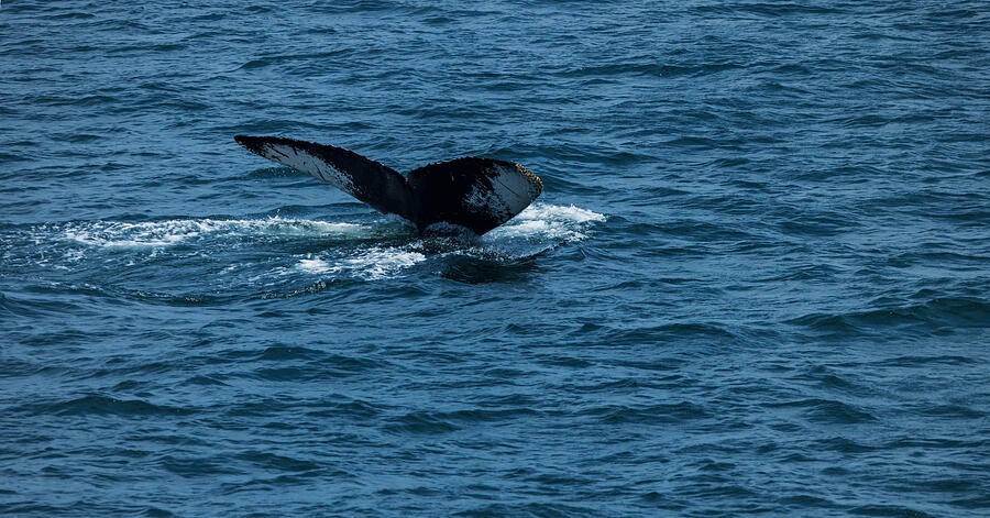 A Dark Whale Fluke Above the Surface