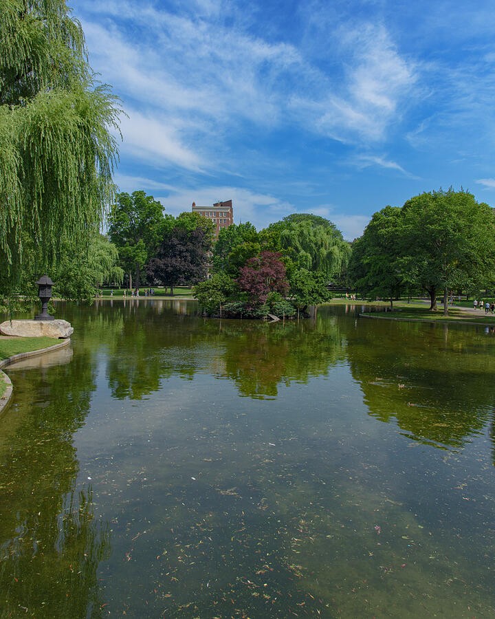 Reflections Across a Tree Lined Pond