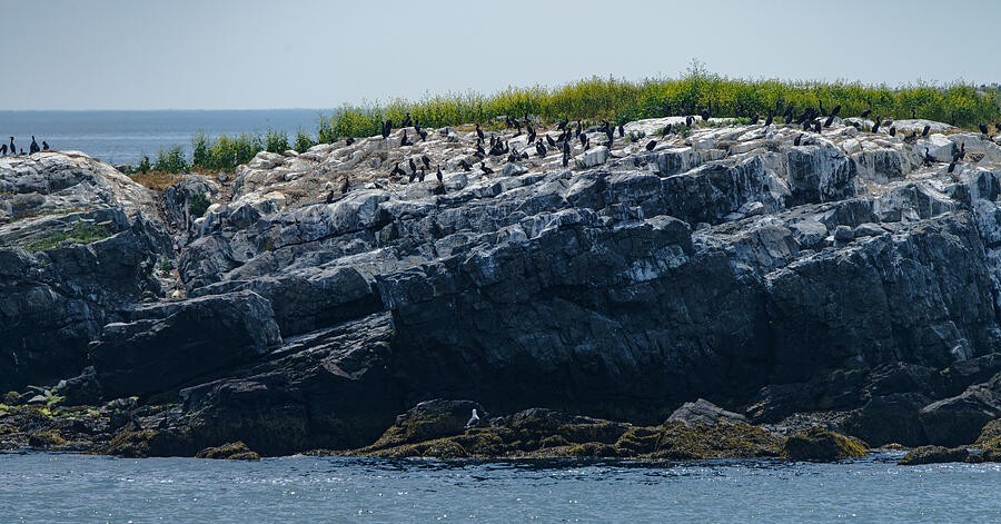 Seabirds Along a Rocky Island Shore