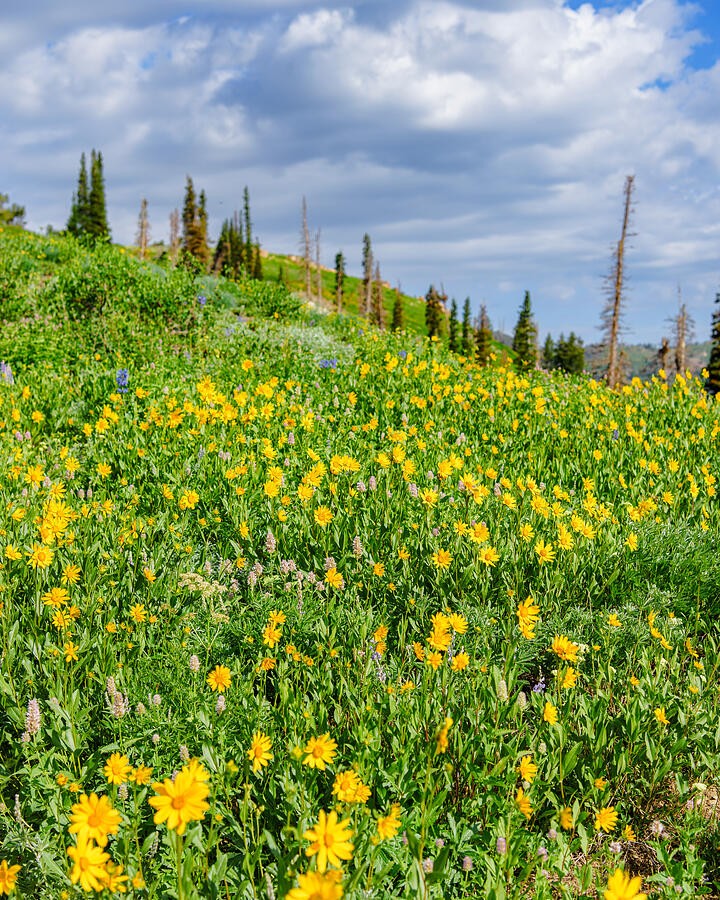 Yellow Wildflowers Beneath the Clouded Ridge