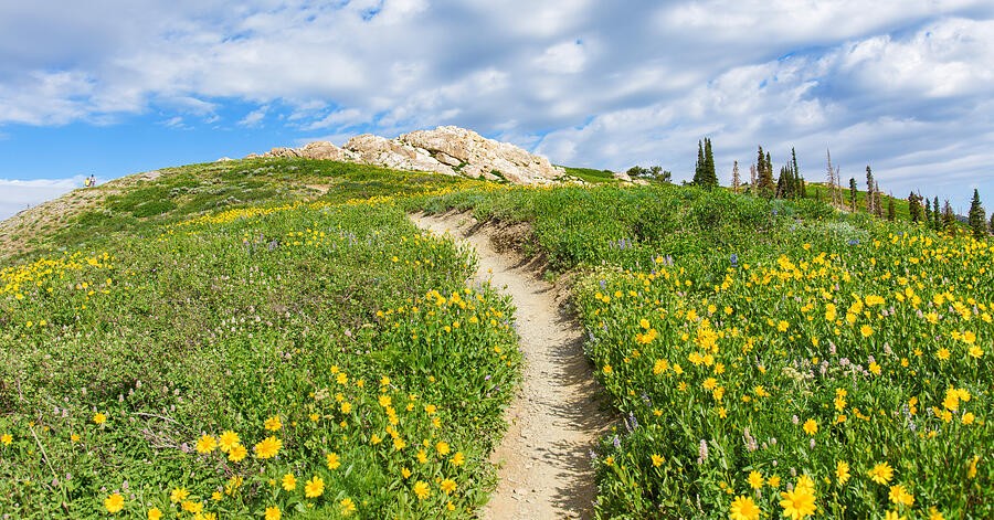 A Narrow Trail Through the Yellow Flowers