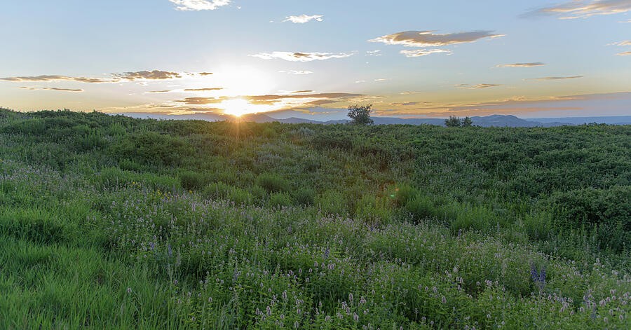Low Sunlight Across the Green Meadow