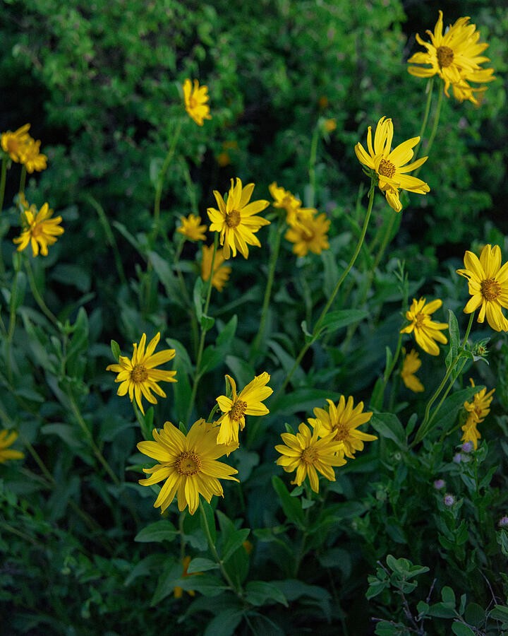 Yellow Flowers Above the Green Undergrowth