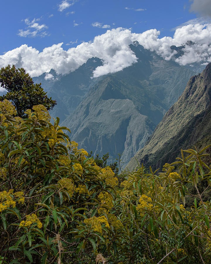 Yellow Flowers Below the Cloud Wrapped Summit
