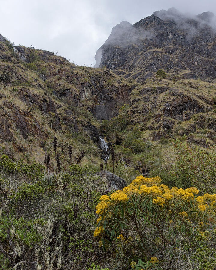 Yellow Blooms Beneath a Misty Rock Face