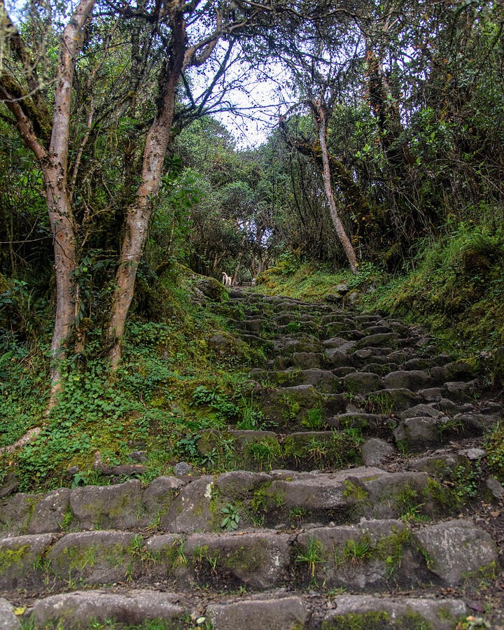 Mossy Steps Beneath the Forest Canopy