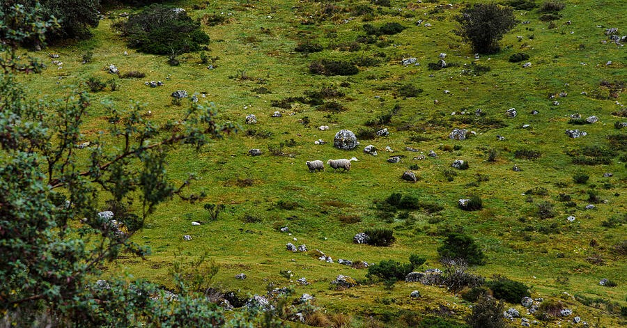 A Green Hillside Scattered with Pale Rocks