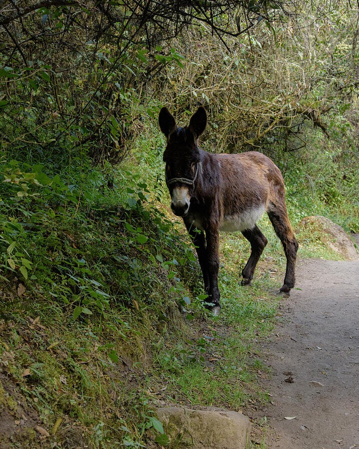 A Donkey Pausing Beside the Green Trail
