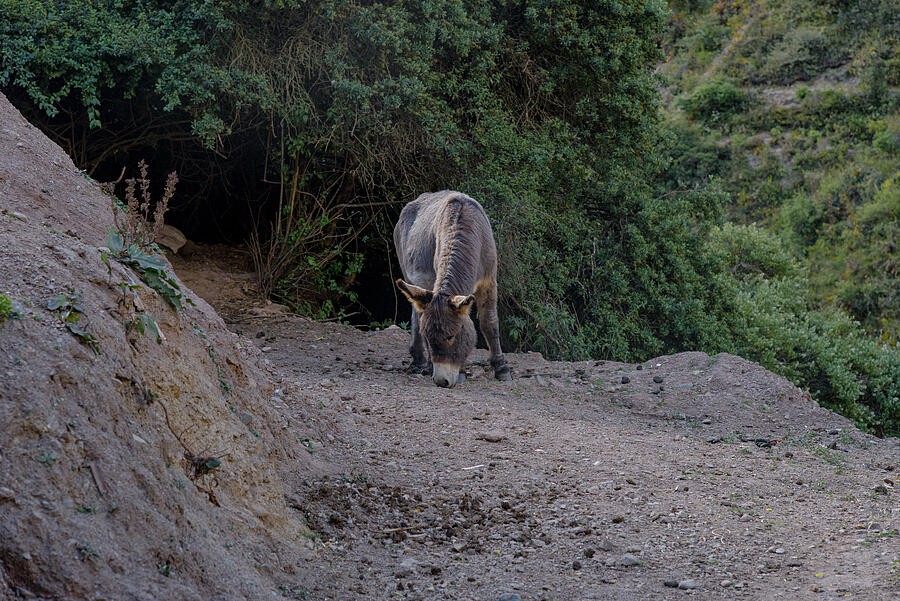 A Gray Donkey Lowering Its Head Beside the Trail