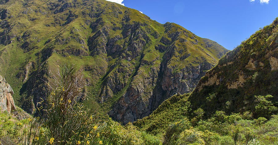 Folded Green Mountains Above the Forest