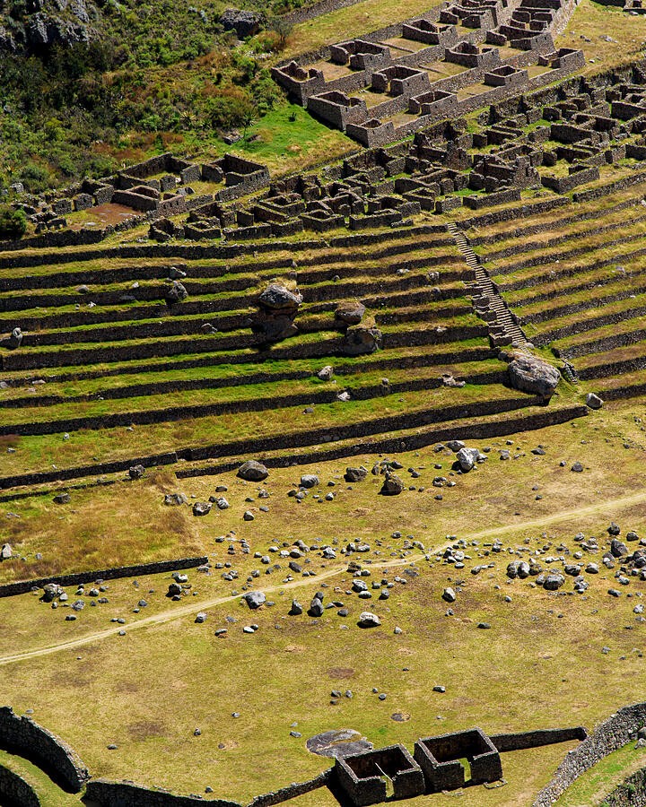Terrace Lines Across the Golden Green Slope