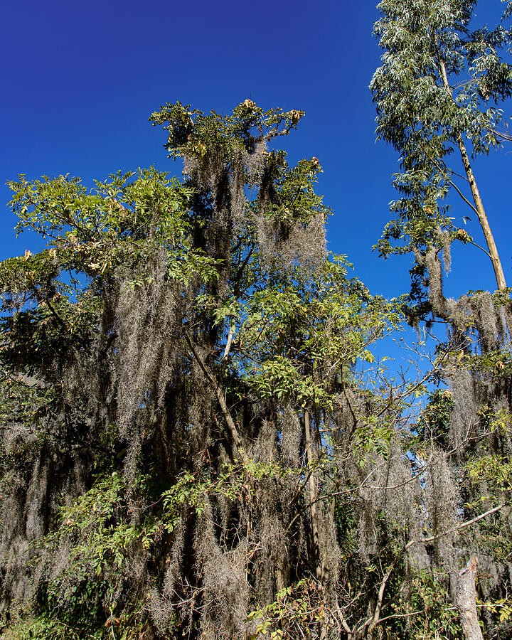 Moss Draped Trees Against the Deep Blue Sky