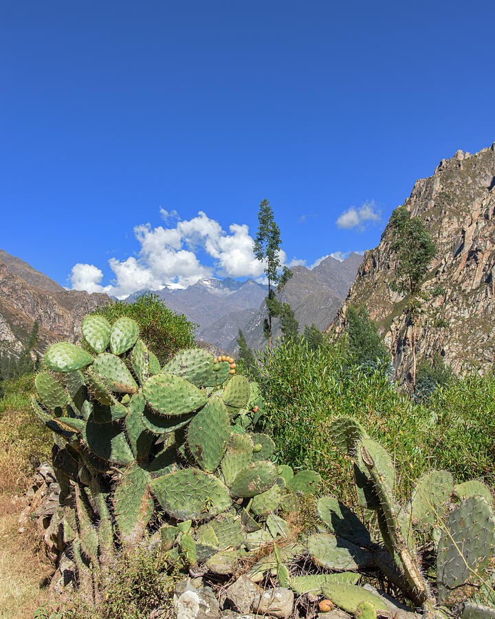 Prickly Pear Cactus Beneath the Mountain Sky