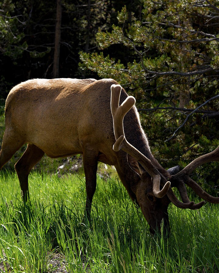 Velvet Antlers in the Green Woodland