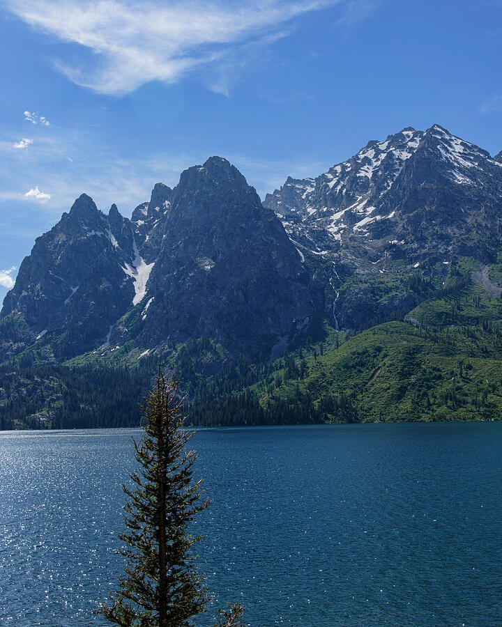 A Lone Pine Before the Snow Streaked Peaks