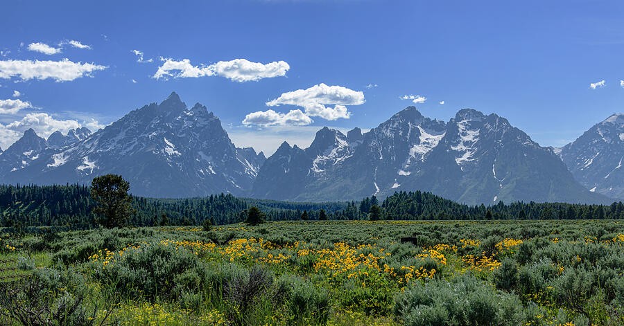 Yellow Flowers Beneath the Wide Mountain Range