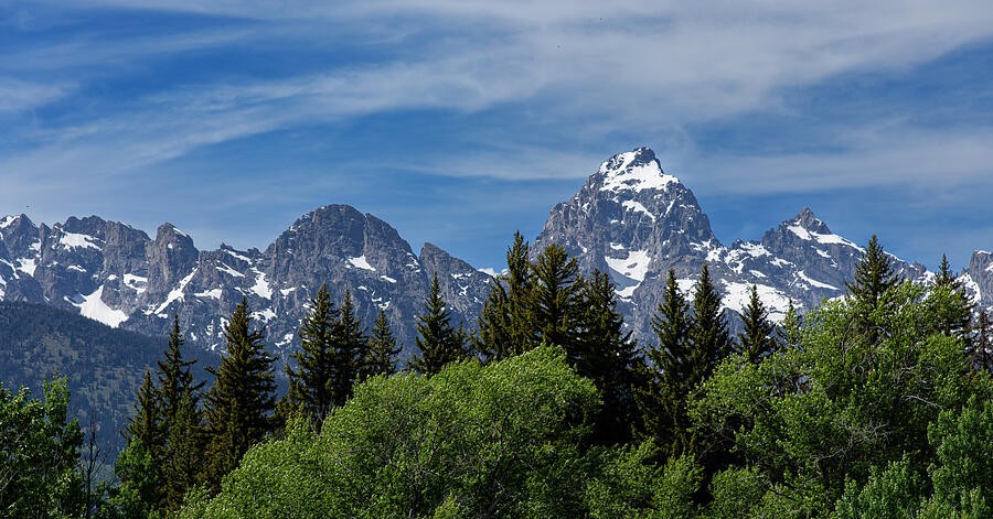 A Bright Snowy Peak Above the Dense Pines