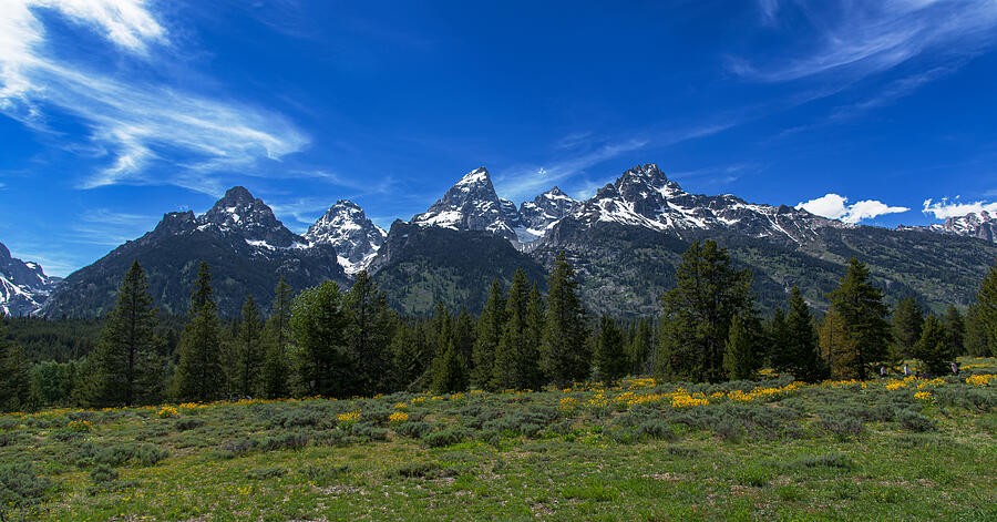 Golden Meadow Flowers Under the Mountain Sky