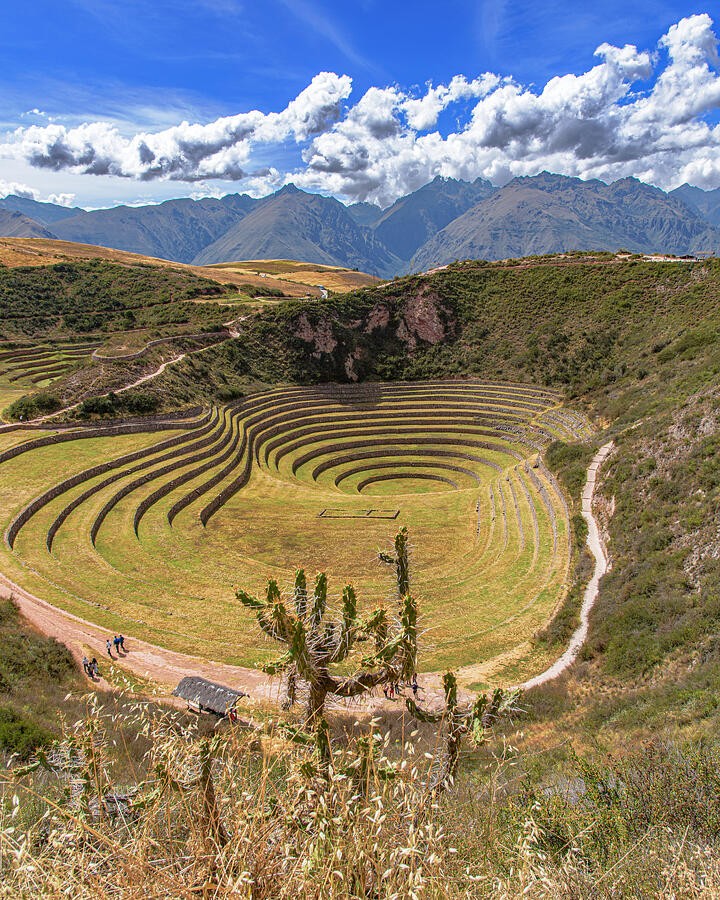 Cactus and Concentric Terraces