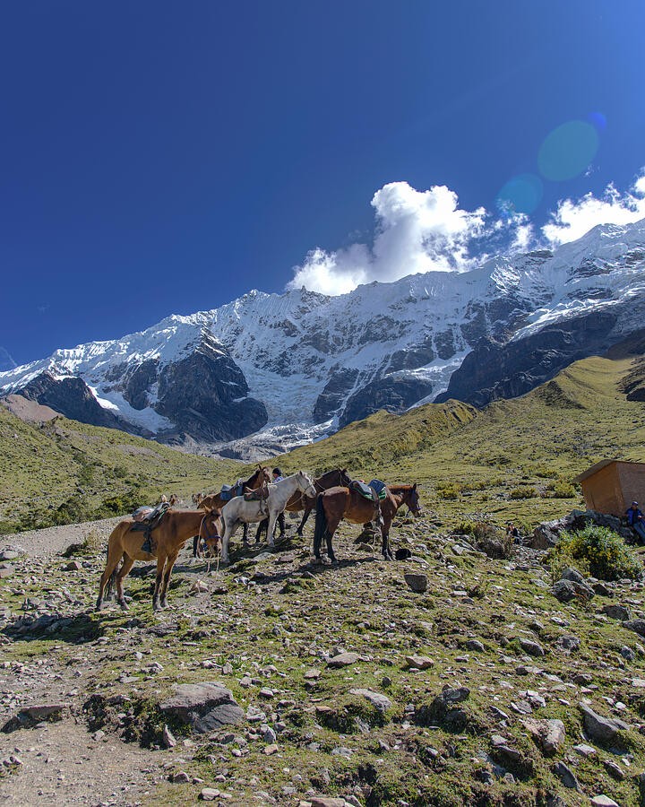 Pack Horses Below the Snowy Peak
