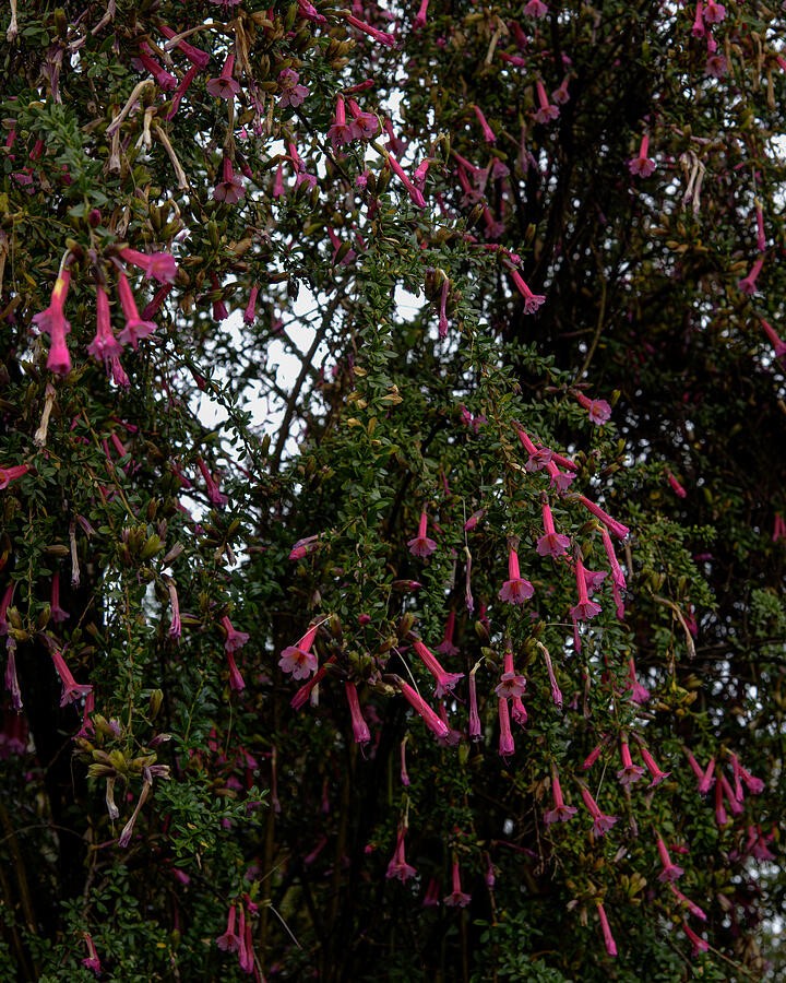 Pink Blossoms Among the Dark Leaves
