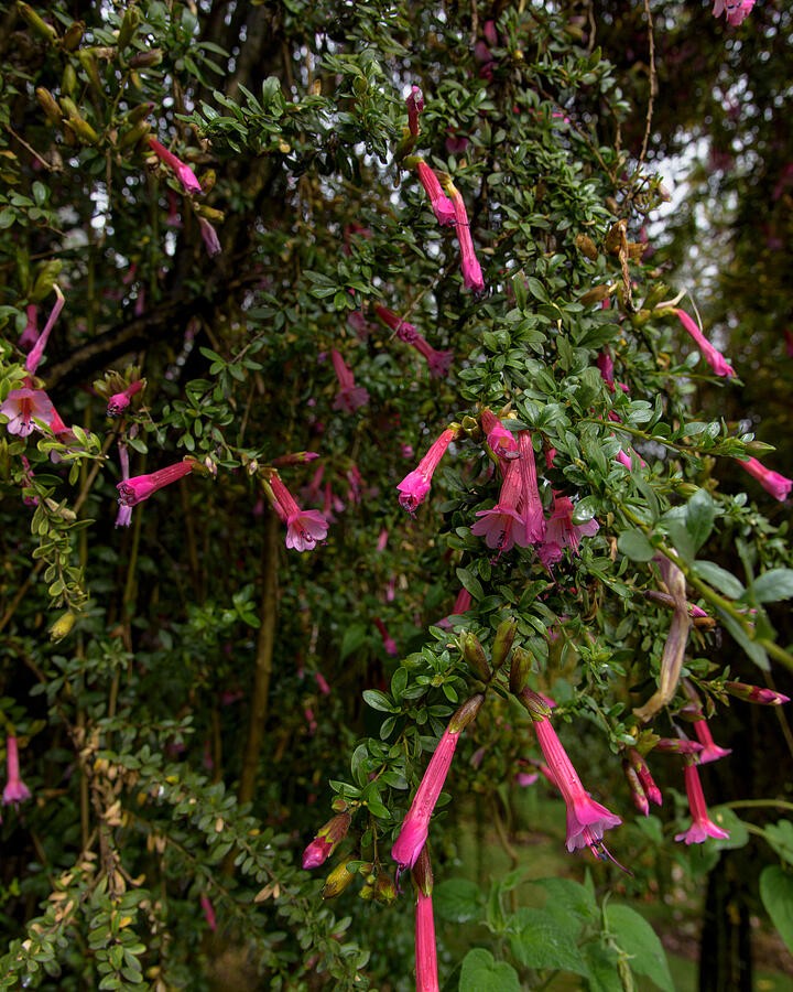 Clusters of Pink Tubular Flowers