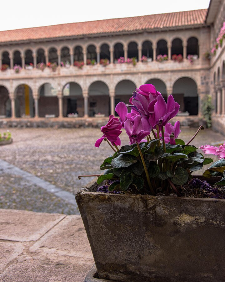 Pink Flowers Beside the Courtyard