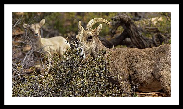 Mountain Goats in Natural Habitat Framed Print