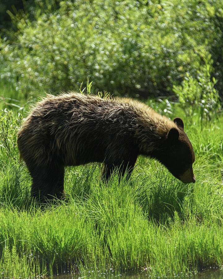Solitary Bear in Grand Teton National Park