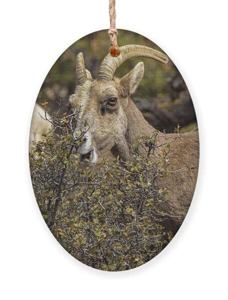 Bighorn Sheep in Zion National Park Ornament by Brandon Wichmann