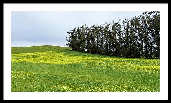 Rolling Hills With Blooming Wildflowers Framed Print