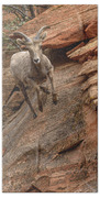 Big Horn Sheep Agile Descent In Zion National Park Beach Towel