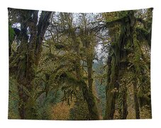Moss-Covered Forest Trees Tapestry