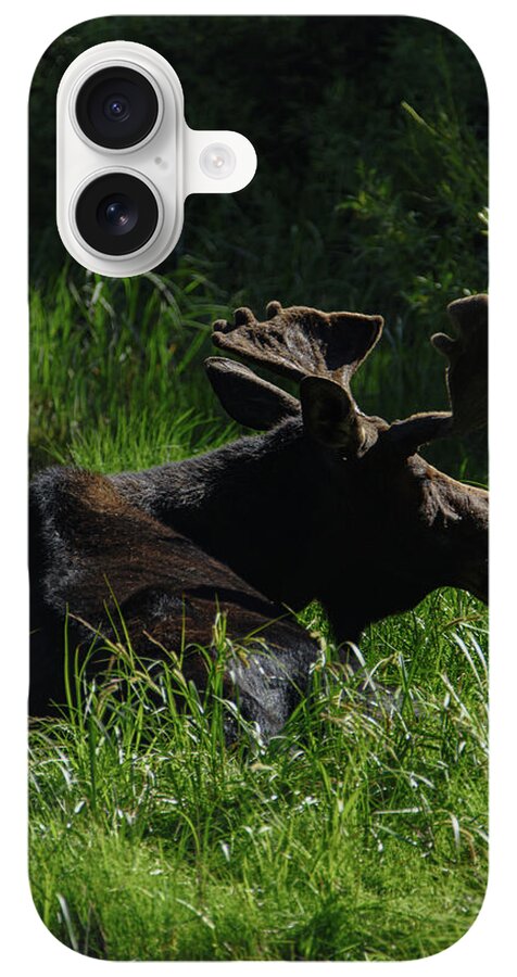 Moose Resting In Sunlit Meadow In Grand Teton National Park iPhone Case