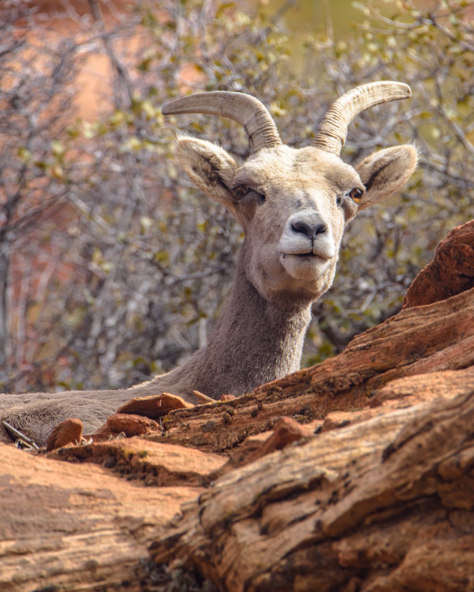 Wildlife: eyes, behavior, and room to move