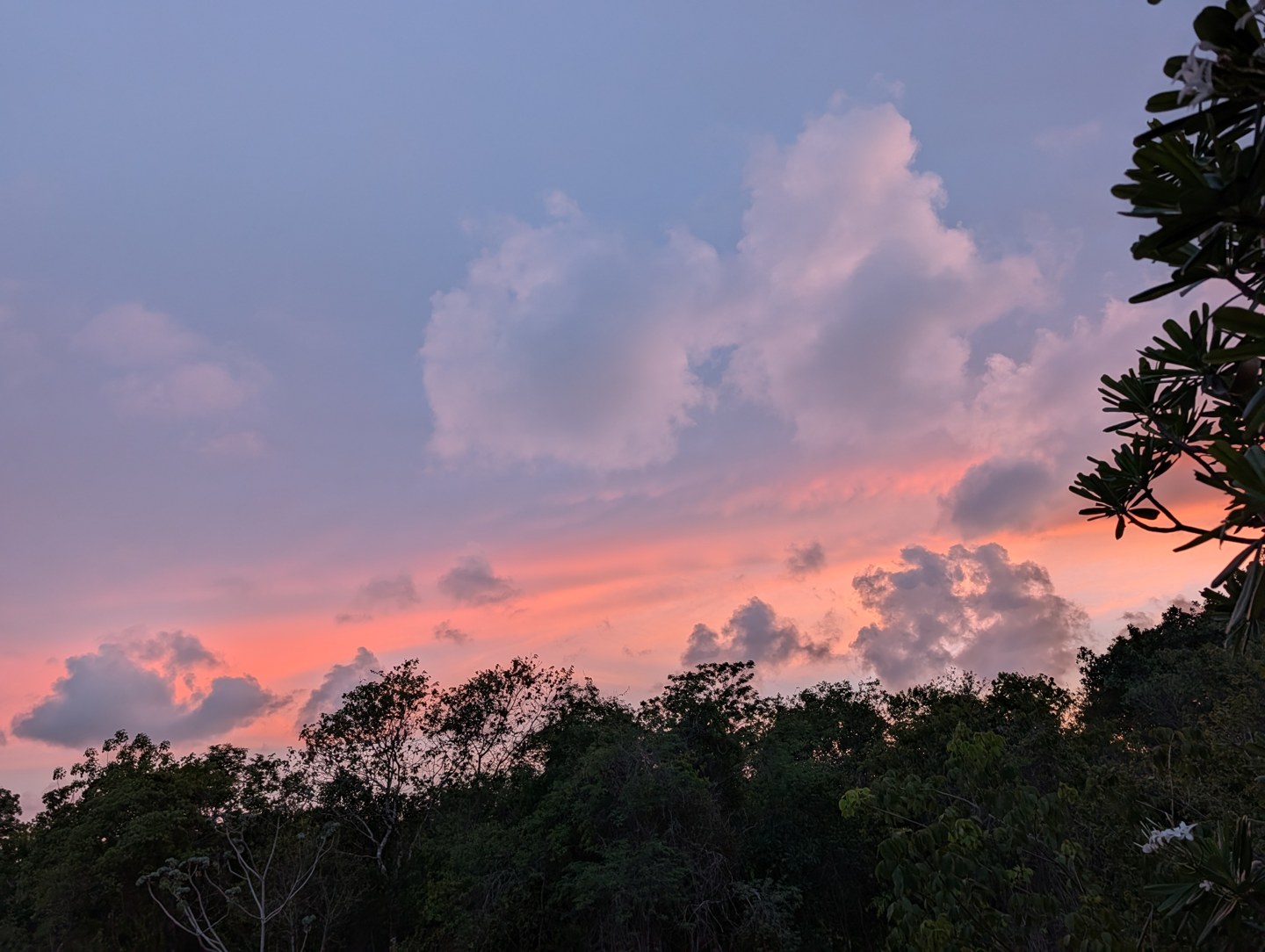 Pink clouds above the treetops