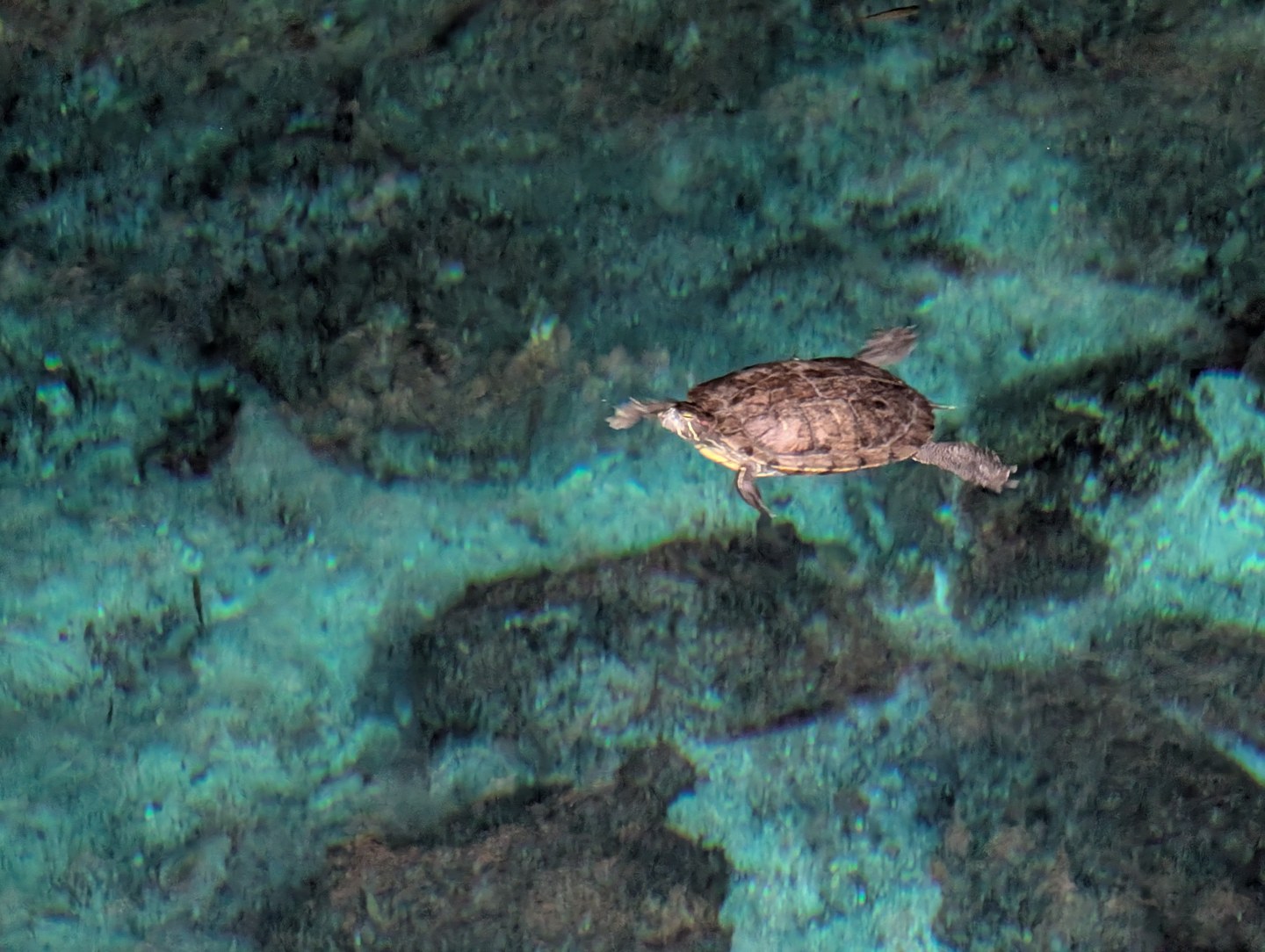 A turtle in clear water