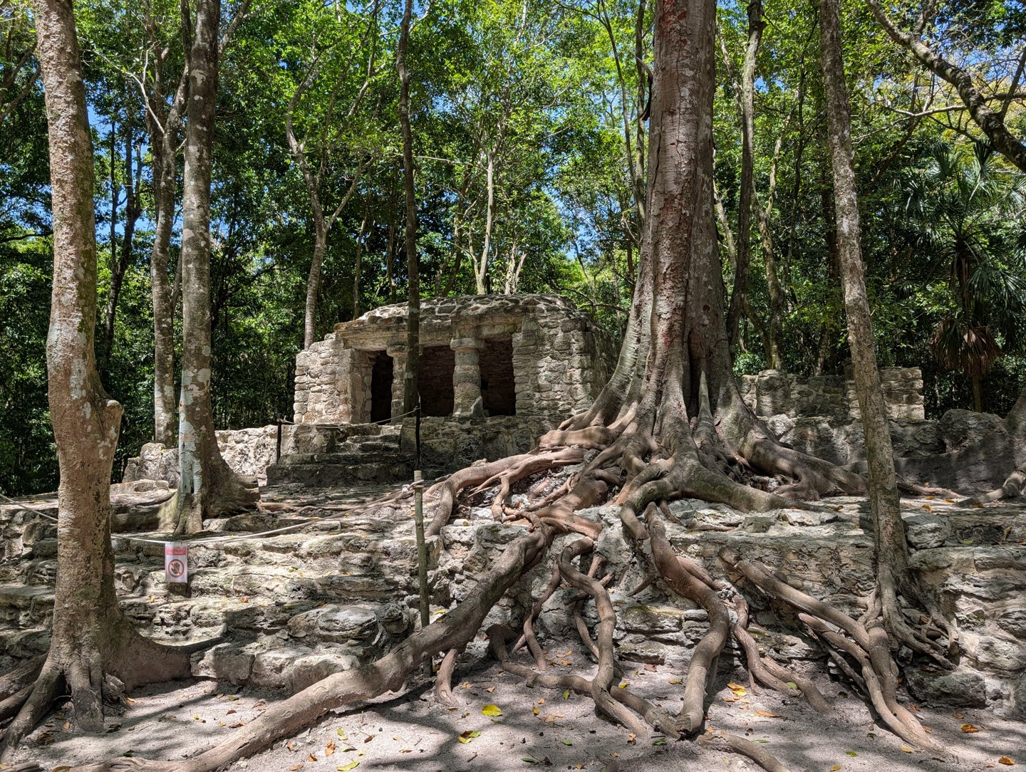 Roots beside a forest ruin