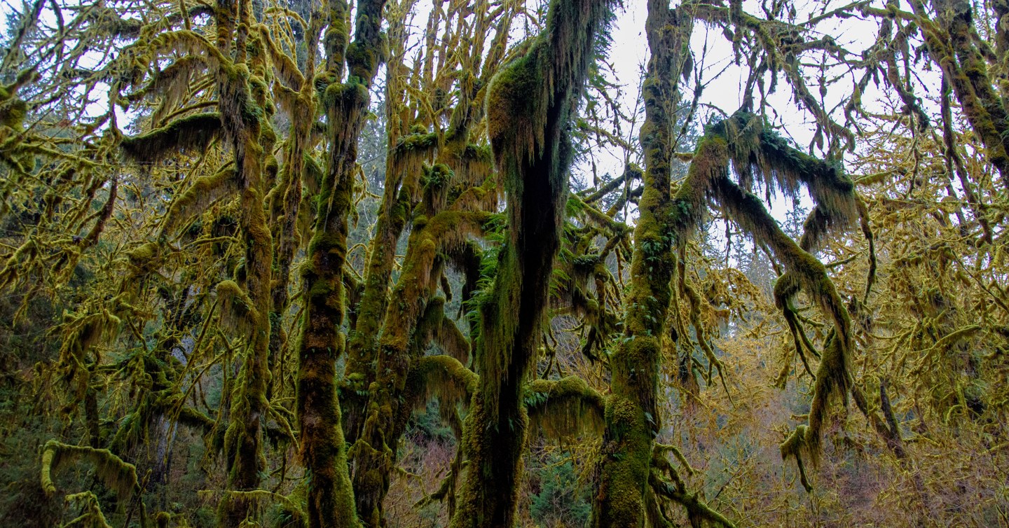 Olympic Peninsula: the places I keep returning to