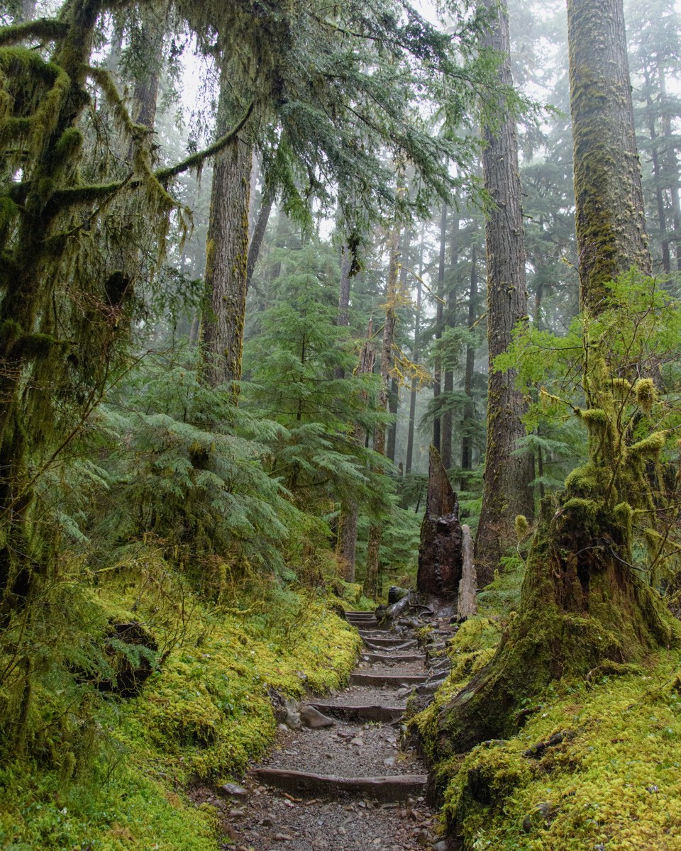 A trail through the forest